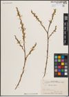 Foto von Salix excelsa S. G. Gmel.